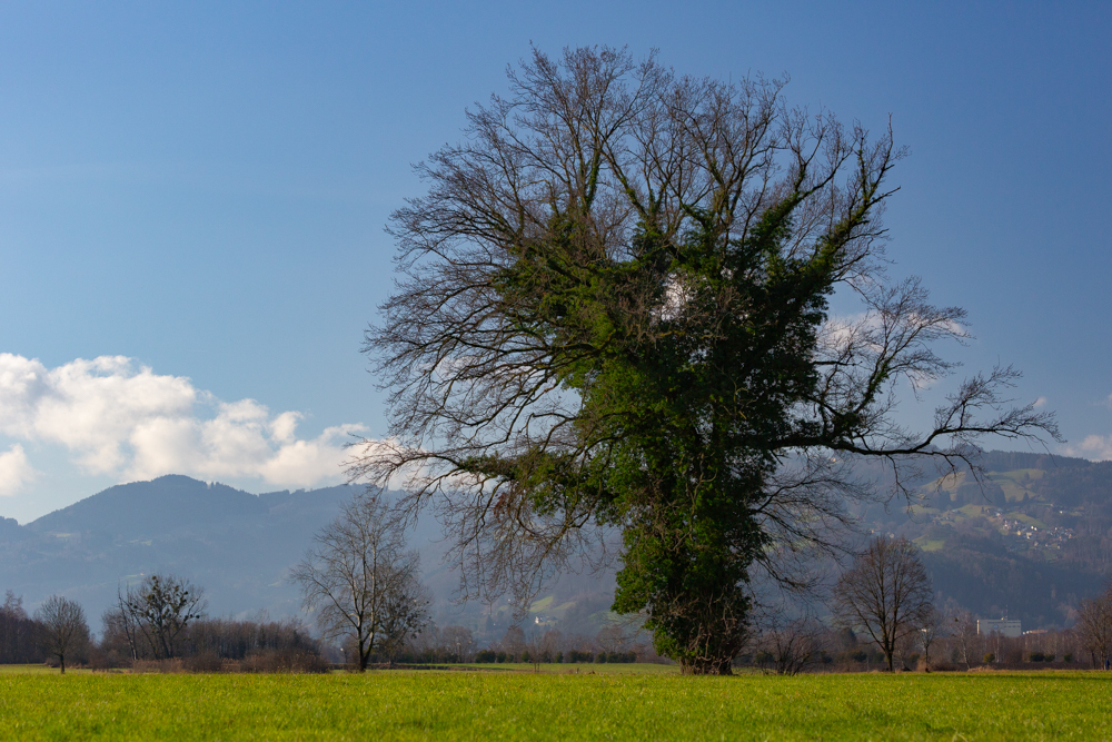 Lauteracherried im Jänner 23